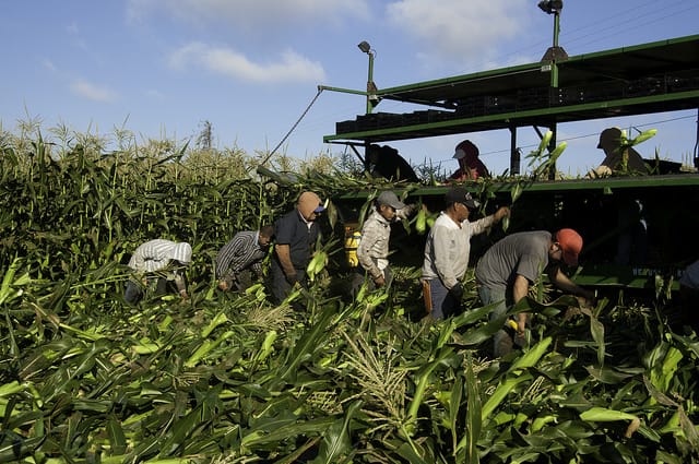 After a decade of evading responsibility, the Knesset Committee on Labor & Welfare takes step in ensuring the rights of migrant agricultural workers