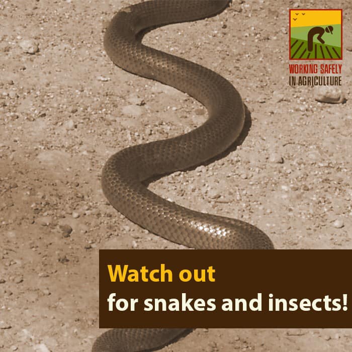 Watch out for snakes and insects!