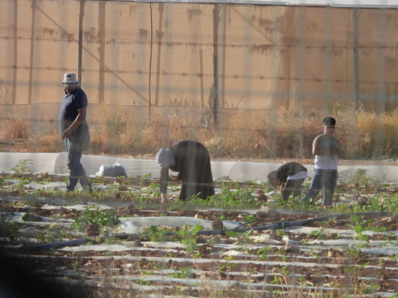 KLO brief: the war’s impact on vulnerable workers in Israel