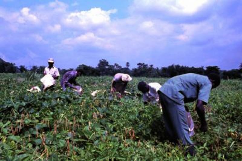 סקר "קו לעובד" 83% מעובדי החקלאות התאילנדים לא מקבלים שכר מינימום, 95% לא נתקלו בשום גורם אכיפה.